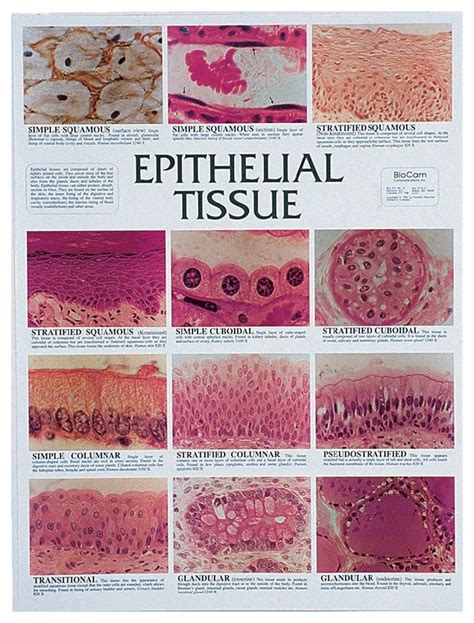 Microscope Types Of Epithelial Tissue Micropedia