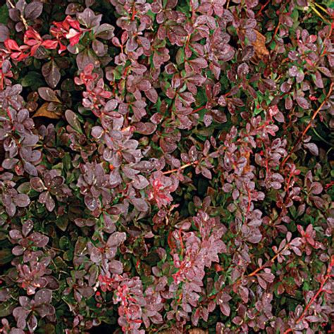 Red Flowering Bush With Thorns Crown Of Thorns Euphorbia Milii Life