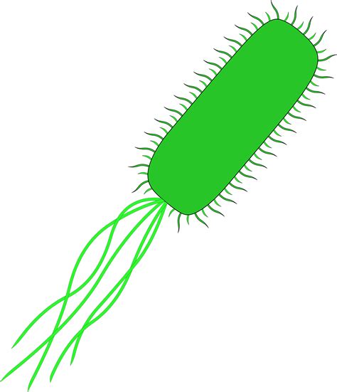 Clip Freeuse Download Bacteria Vector Cell E Coli No Background Png