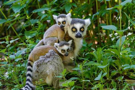 Ring Tailed Lemur Guide Bbc Wildlife Magazine Discover Wildlife