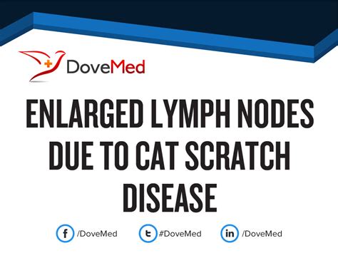Enlarged Lymph Nodes Due To Cat Scratch Disease