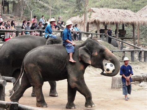 The original elephant park & clinic in chiang mai, thailand. Mae Sa Elephant Camp | Chiang Mai Attractions | Viet ...