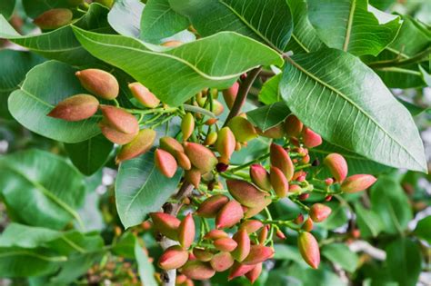 How To Plant And Grow A Pistachio Tree