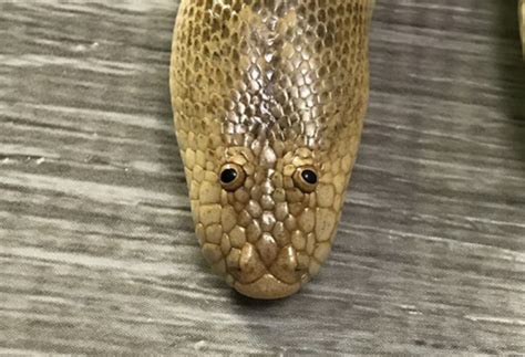 The Arabian Sand Boa Is The Derpiest Desert Creature On The Planet