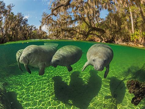 Interesting Photo Of The Day Sea Cows Of Florida