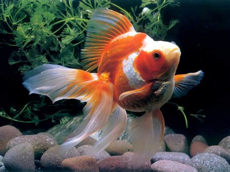 Chinese Goldfish Peces De Agua Dulce Peces De Acuario Y Pez Mandarín