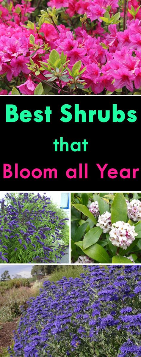 Shrubs That Bloom All Year Year Round Shrubs According To Season