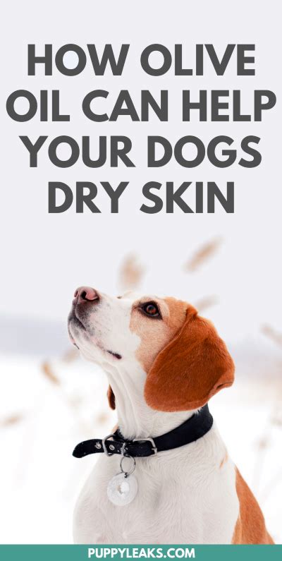 Can I Rub Olive Oil On My Dogs Skin Hamilton Veread
