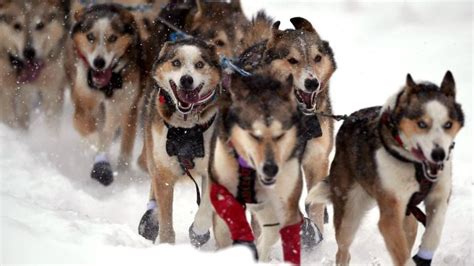 Iditarod Mushers Map Distance And More Everything To Know About The