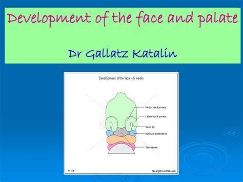 Ppt Development Of The Face And Palate Dr Gallatz Katalin Powerpoint