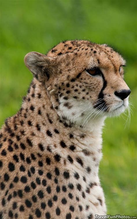 Beautiful Cheetah In Dagnall England African Animals