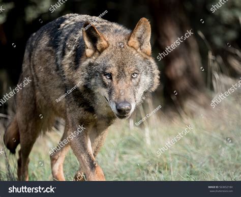 Male Iberian Wolf Canis Lupus Signatus Stock Photo 563652184 Shutterstock