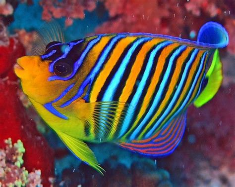 Royal Angelfish By Zé Eduardo Colorful Fish Beautiful Sea Creatures