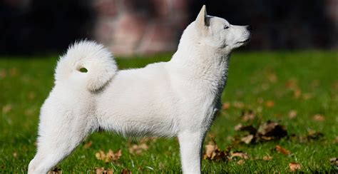Hokkaido Dog Breed Information The Ultimate Guide