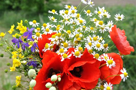 .bouquet de coquelicots coquelicots rouges coquelicots / 5pcs artificial flower bouquets artificial corn bouquet de coquelicots en vase de verre isolées sur fond blanc. Images Gratuites : la nature, fleur, champ, Prairie ...