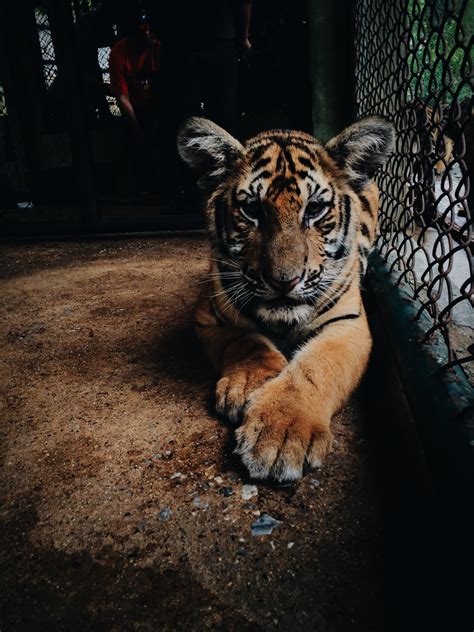 Gambar Hewan Margasatwa Kebun Binatang Bulu Binatang Menyusui