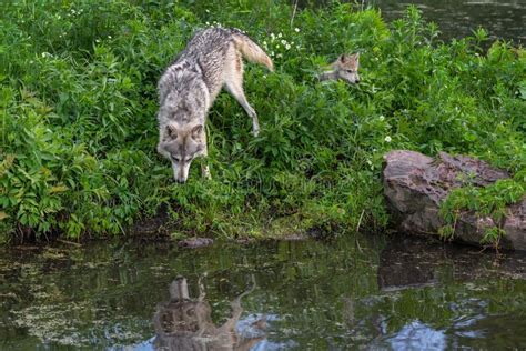 Grey Wolf Canis Lupus Looks Into Water Pup Behind Summer Stock Image