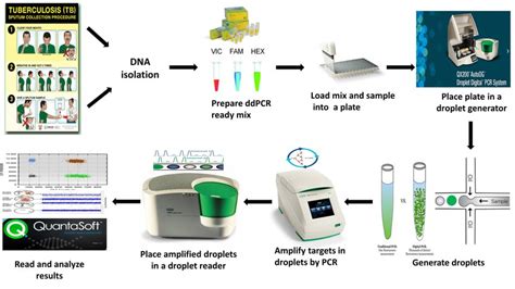 Overview Of The Droplet Digital Pcr Ddpcr Assay Workflow For