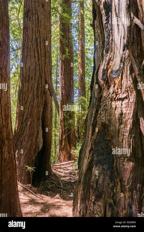 Redwood Trees Forest Sequoia Sempervirens San Francisco Bay Area