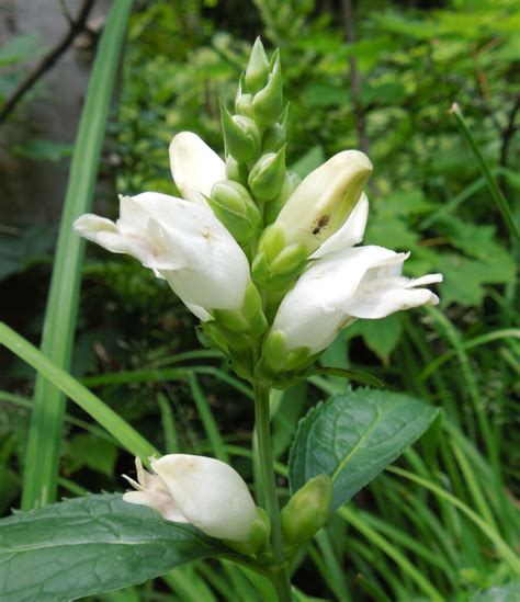 White Turtlehead Is Named For Its Distinctive Flowers Which Are Said To