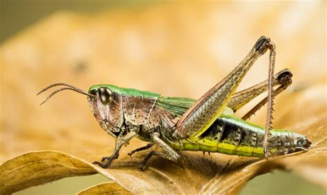 Difference Between Locust And Grasshopper