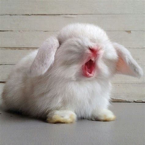 Bunny Yawns Are Just The Cutest Things In The World That