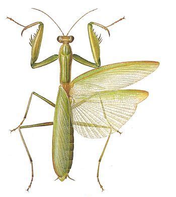 Praying mantis anatomy can be beautiful as they fold their legs, tilts their head and look at the world through huge eyes. wings V | Insect art, Praying mantis, Beautiful bugs