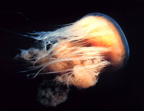 Arctic Lions Mane Jellyfish Cyanea Capillata 북유령해파리 Image Only