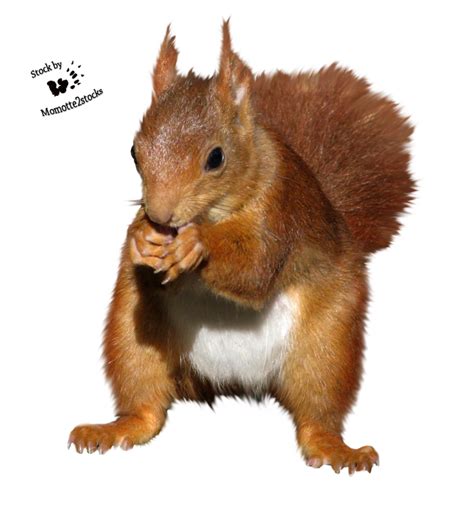 Squirrel Png Cartoon Squirrel Squirrel Clipart Images Free