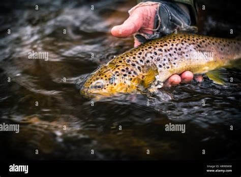 Brown Trout Caught On A Wet Fly In Wales England Fly Fishing Stock