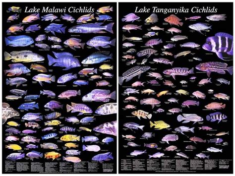 Lake Tanganyika Cichlids Wallpapers High Quality Mobile Wallpaper