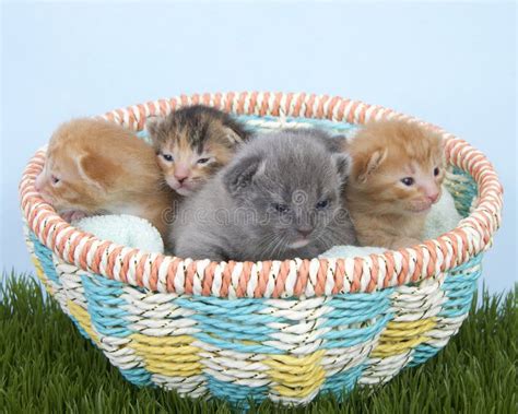 Litter Of Newborn Kittens Two Weeks Old In A Basket Stock Photo Image