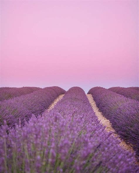 A Field With Rows Of Lavender Flowers In Front Of A Pink Sky