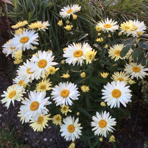 Many commercially available peat or bark based growing mixes work well provided there is adequate drainage. Leucanthemum x superbum 'Broadway Lights', Shasta Daisy ...