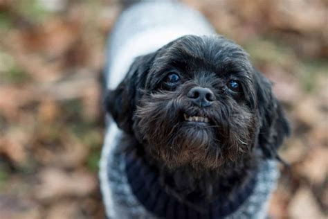 Black Shih Tzu Is This The Most Adorable Color In This Breed