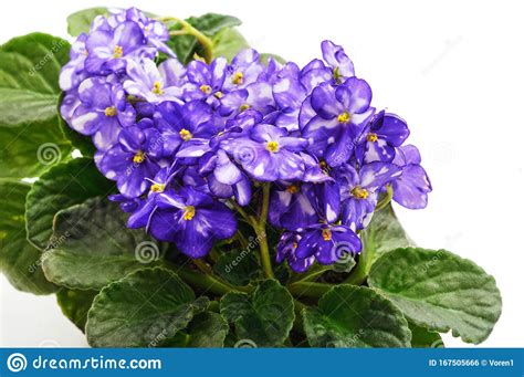 Fonte di ispirazione per tanti artisti, la violetta è un fiore delicatissimo dalle tonalità blu e viola. Fiori Di Violetto Blu Con Strisce Fotografia Stock - Immagine di delicato, fiori: 167505666