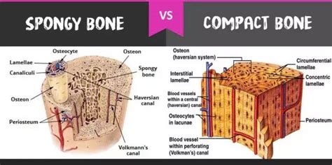 Compact Bones Vs Spongy Bones Diffzi Bones Anatomy And Physiology