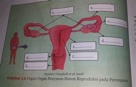 Gambar Sistem Reproduksi Perempuan Homecare