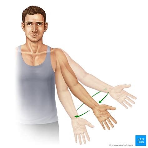 Types Of Movements In The Human Body Kenhub