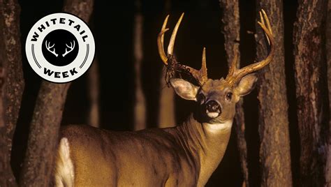 How To Call Whitetails During Each Phase Of The Season Field And Stream