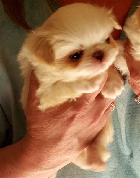 Japanese Chin Puppies For Sale Salem Or 194810