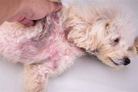 Malassezia Dermatitis Yeast Infections In Dogs Causes Treatments