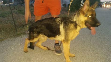 5 Months Puppy Back Legs Problem German Shepherd Dog Forums