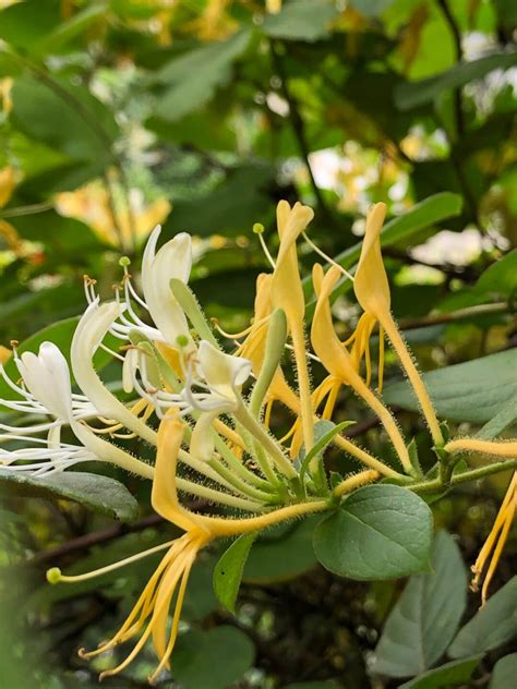 12 Best Fragrant Plants For Your Yard In 2021 Fragrant Plant Plants