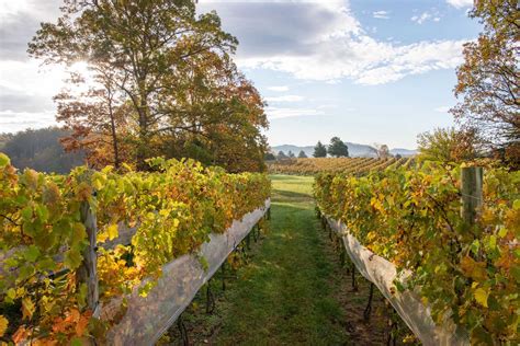Virginia Wineries To Visit This Fall Wine And Country Life