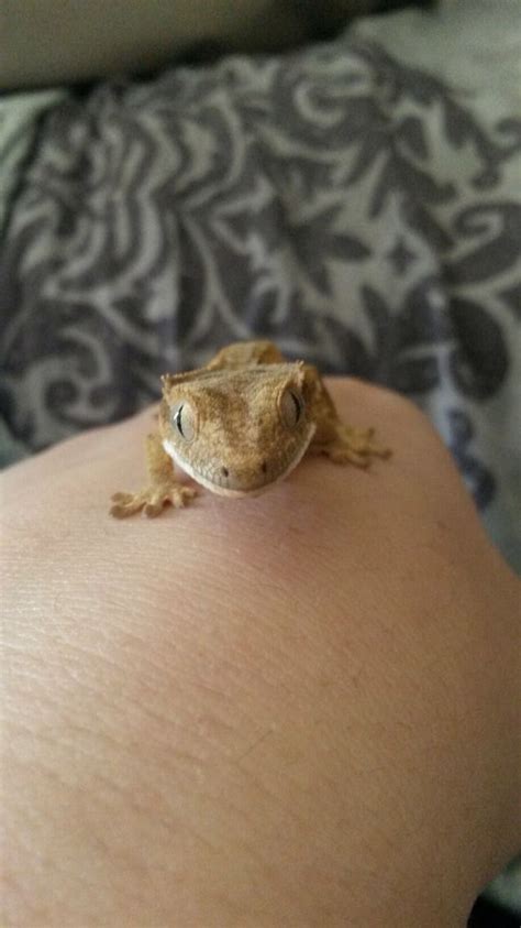 Sticky The Crested Gecko Crested Gecko Lizard Animals Animales