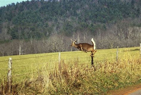 Deer Jumping Deer Deer Fence