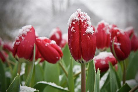 Snow And Tulips By Kunstgalerie Aquarius