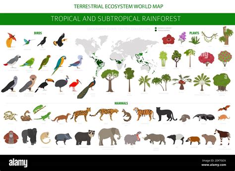 Tropical And Subtropical Rainforest Biome Natural Region Infographic