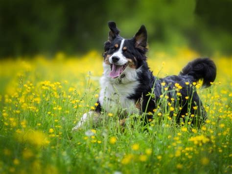 Cheerful Dog Breed English Shepherd In The Field Wallpapers And Images